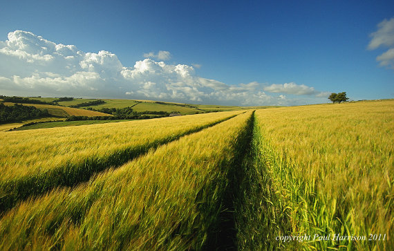 Sussex downs