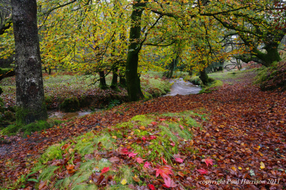 Autumn woods, Devon