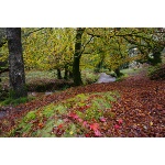 Autumn woods, Devon