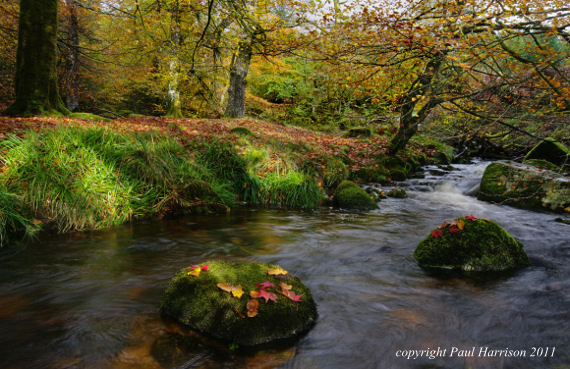 Meavy River, Devon