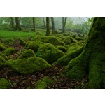 Wood near Burriton Lake, Devon