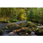 Norsworthy River, Devon, autumn