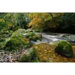 River Plym, Dartmoor