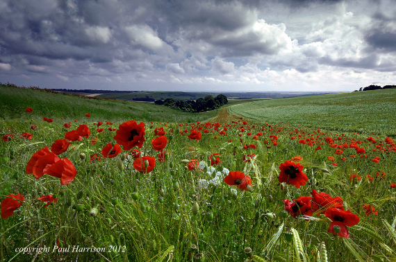 Poppy field, Sussex