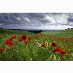 Poppy field, Sussex