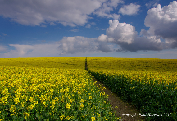 Rape field path, Sussex