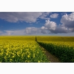 Rape field path, Sussex