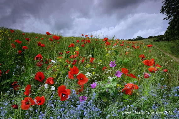 Wild flowers, Sussex