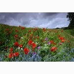 Wild flowers, Sussex