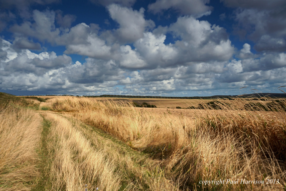 Harrow Hill, Sussex Downs