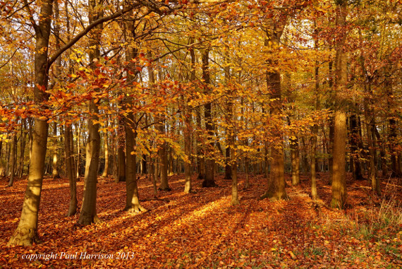 Holtye Wood, East Grinstead