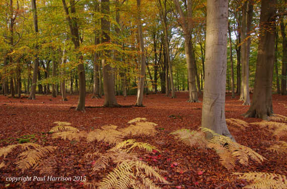 Rye Grove, Surrey, in autumn