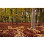 Rye Grove, Surrey, in autumn