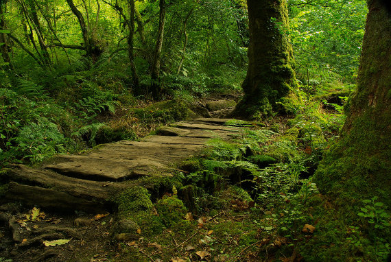 Forest floor, Dartmoor