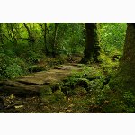 Forest floor, Dartmoor
