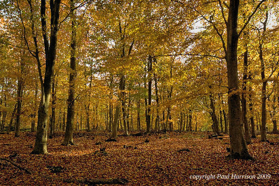 Dover woods