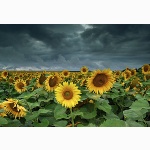 Field of sunflowers in Hungary