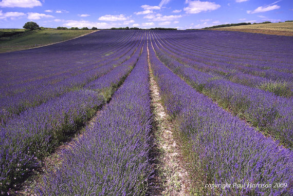 Field of lavender, Lordington, Sussex