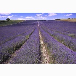 Field of lavender, Lordington, Sussex