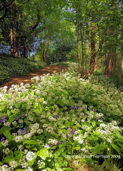 Cob Lane, Sussex