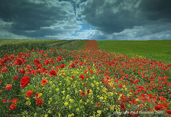 Field of poppies, Kithurst