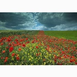 Field of poppies, Kithurst