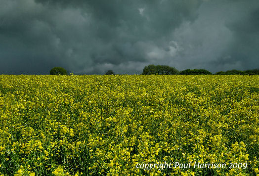 Rapeseed, Kithurst, Sussex