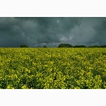 Rapeseed, Kithurst, Sussex