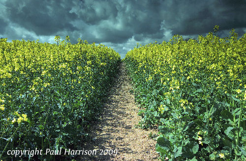 Rapeseed, Pulborough, Sussex