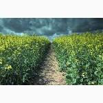 Rapeseed, Pulborough, Sussex