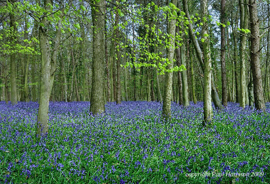 Bluebells, Sussex