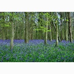 Bluebells, Sussex