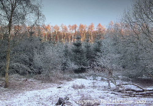 Dorking hills, winter