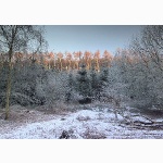 Dorking hills, winter