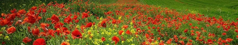 Poppies in a field