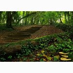 Wild mushrooms in Friston forest