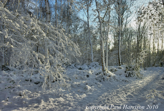 Snow-covered trees near Horsted Keynes, Susssex