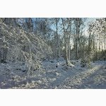 Snow-covered trees near Horsted Keynes, Susssex