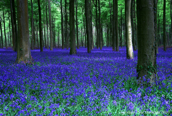 Bluebells in Angmering, Sussex