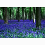 Bluebells in Angmering, Sussex