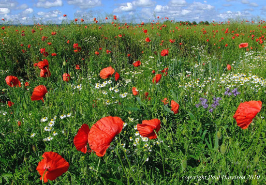 Poppies, Newick, Sussex