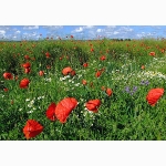 Poppies, Newick, Sussex