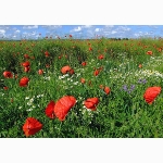 Poppies, Newick, Sussex
