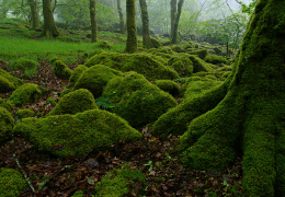 Wood near Burriton Lake, Devon